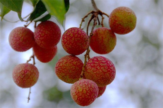 桂林水果特产有哪些