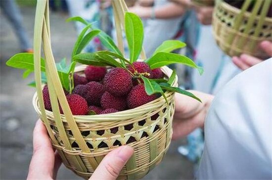 桂林水果特产有哪些