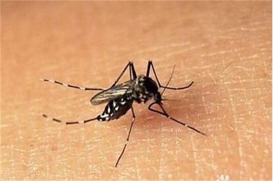 招蚊子的血型，O型血最吸引蚊子