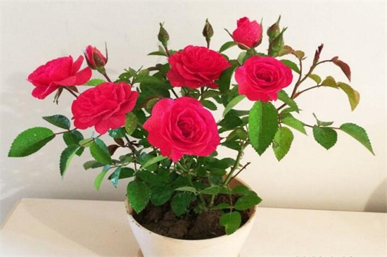 玫瑰花种植方法