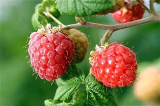 覆盆子和树莓的区别，一个未熟一个成熟