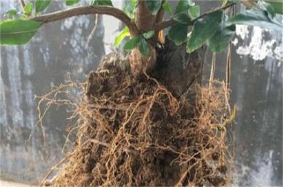 盆栽石榴树苗种植方法，六步教你种好