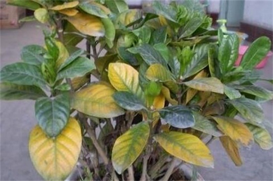 绿植物叶子发黄怎么办，六个办法教你养护