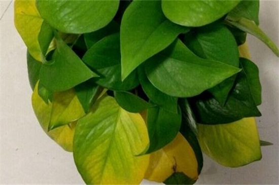 绿植物叶子发黄怎么办，六个办法教你养护