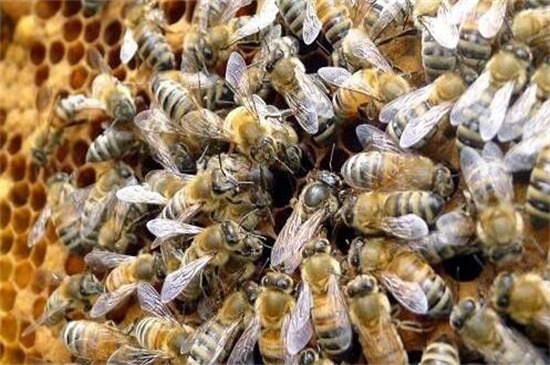 养中蜂最忌，不可两王同群和乱施药剂