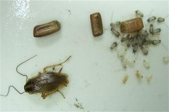 家里很多小蟑螂怎么办，保持通风和喷药灭杀