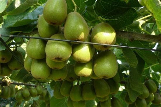 猕猴桃成熟的季节，9～10月可成熟采摘
