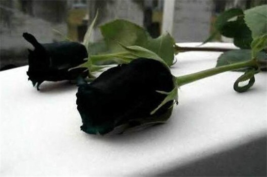 黑玫瑰代表什么意思