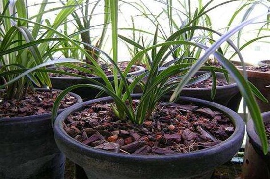 松树皮养花有营养吗，有/还能保湿透气