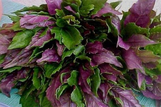 紫色叶子的菜，盘点十种营养价值高的蔬菜