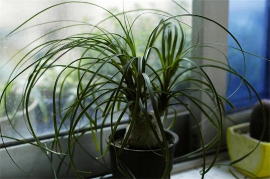 客厅放什么植物最好，这十种植物可净化空气带来好运