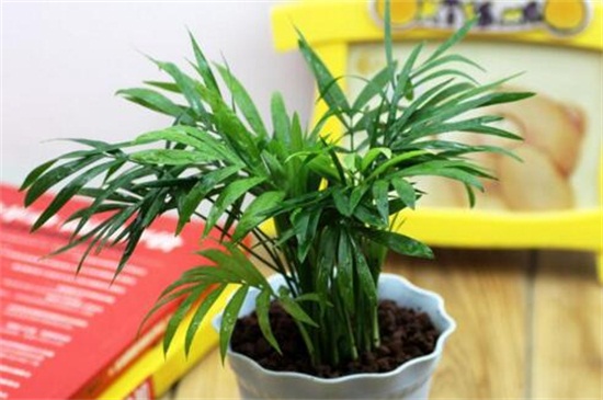 客厅放什么植物最好，这十种植物可净化空气带来好运