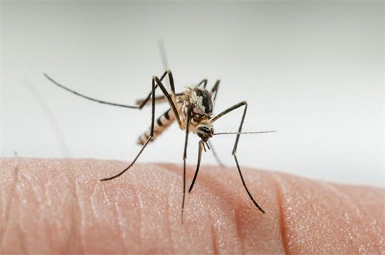 蚊子冬天都去哪了，冬季低温下大部分死亡