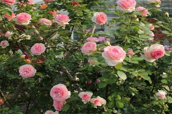 爬藤蔷薇花的养殖方法