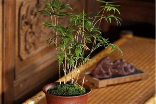 米竹的养殖方法和注意事项