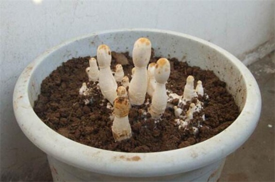 蘑菇怎么种植