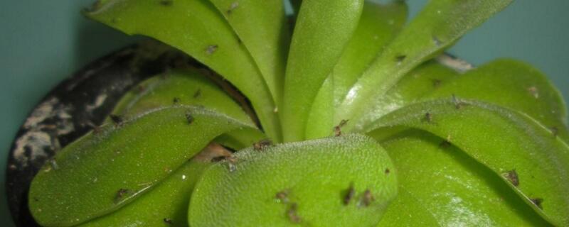 小黑飞和幼虫根除绝招，六种方法成功除虫