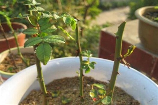 玫瑰枝100%生根方法，水培土培均可快速生根
