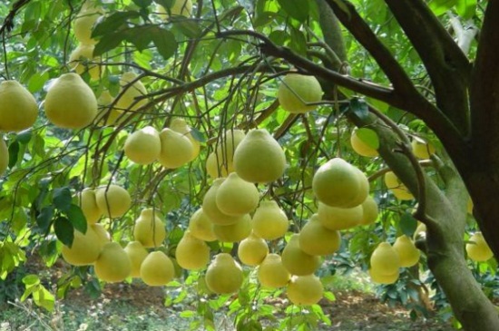 柚子的季节，秋季水果/9～12月份成熟