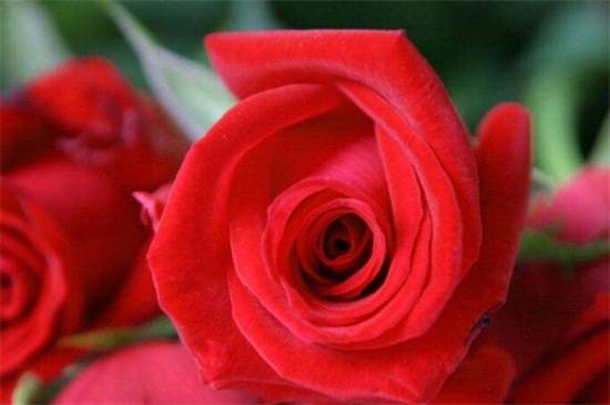 收到的玫瑰花束怎么养，四个步骤教你养殖