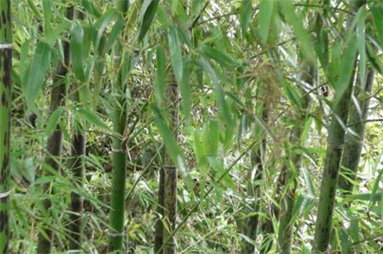 竹子的种类和名称大全