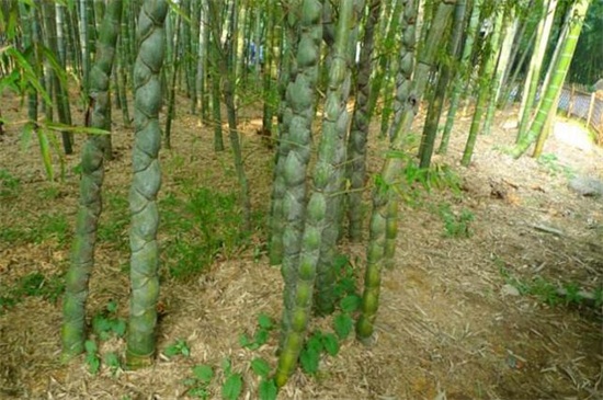 竹子的种类和名称大全
