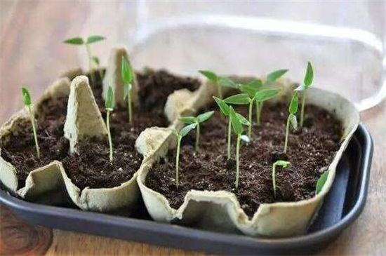 百香果盆栽种植方法
