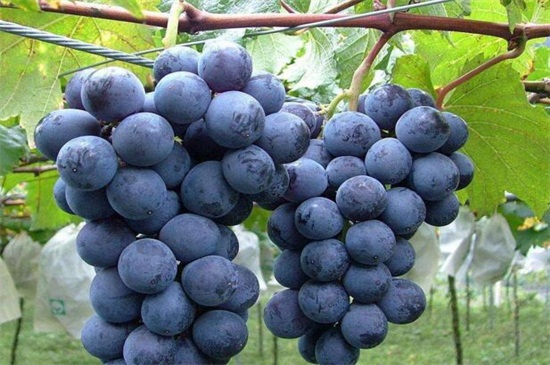 葡萄有几种