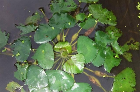 龟缸养什么植物净化水