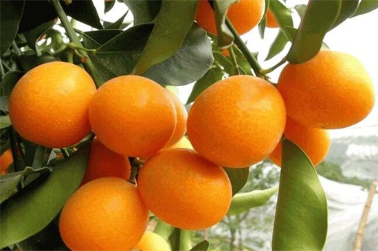 性温的水果一览表，盘点十种有益健康的温性水果