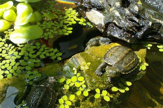 龟缸养什么植物净化水