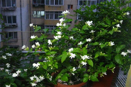 不怕晒的阳台植物，盘点十种美观耐晒植物