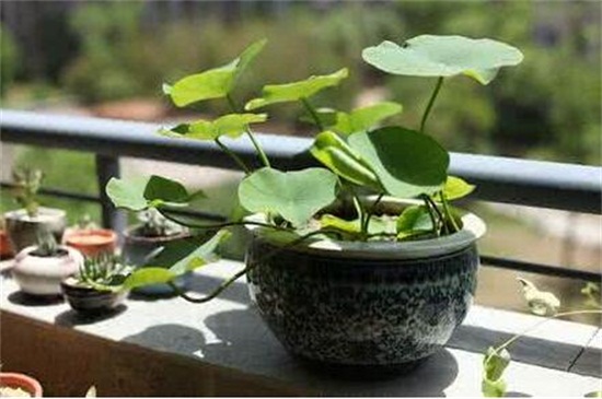 不怕晒的阳台植物，盘点十种美观耐晒植物