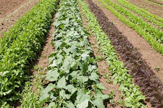 农作物生长的基本条件是，盘点6个作物生长的必备条件