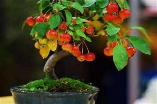 樱桃树种植方法