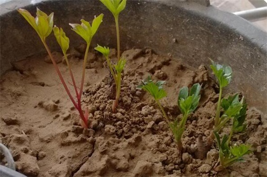 牡丹种子如何快速发芽