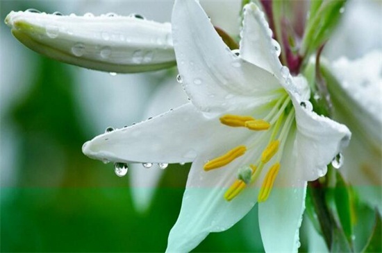 香水百合花语是什么 伟大的爱 花语网