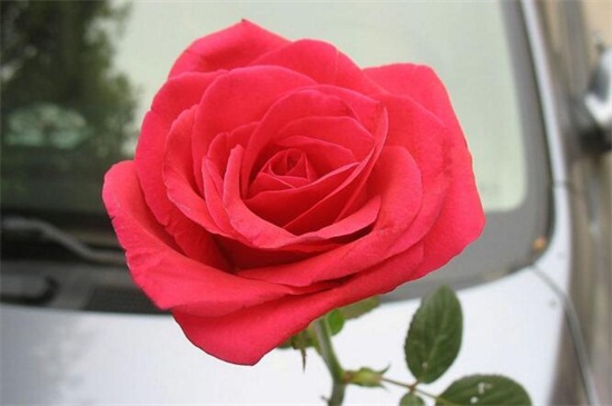 送玫瑰花朵数的含义，详解常见十种朵数含义"