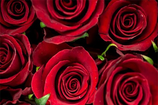 送玫瑰花朵数的含义，详解常见十种朵数含义