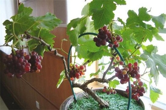 怎样种植葡萄