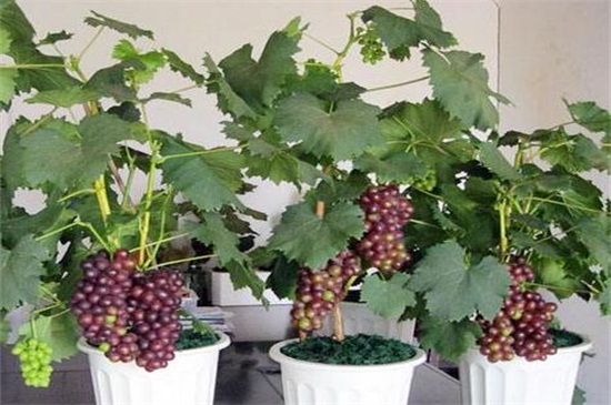 怎样种植葡萄