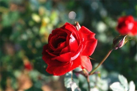 玫瑰送11朵还是19朵，均可送人有不同的寓意