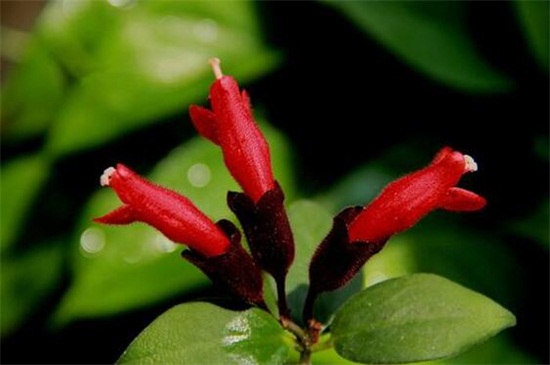 口红吊兰什么时候开花，一般在11月到下年6月