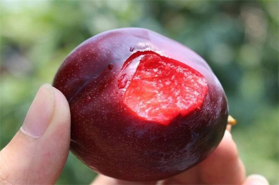 果肉是红色的水果有哪些，盘点十种红果肉的水果