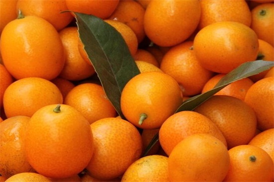 柑橘类水果有哪些