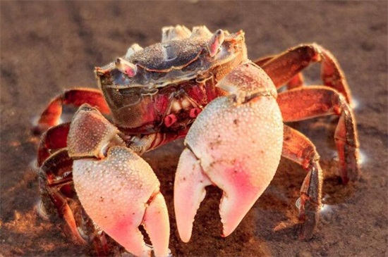 吃完螃蟹能吃西瓜嘛，不能/同食会引起中毒现象