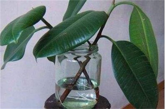 橡皮树的水培方法