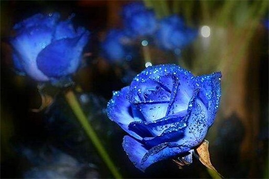 蓝色妖姬是什么花