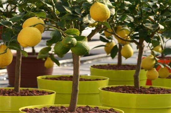 柠檬树的养殖方法和注意事项