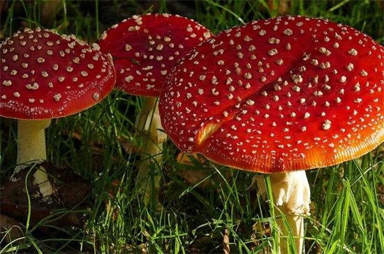 什么样的蘑菇有毒，5种辨认方法区分是否有毒
